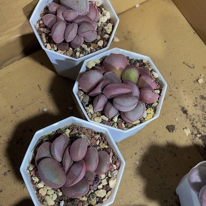 红蛋12.8带盆土发货