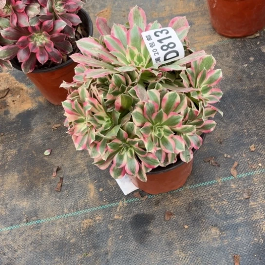 713夜罗刹不包断枝