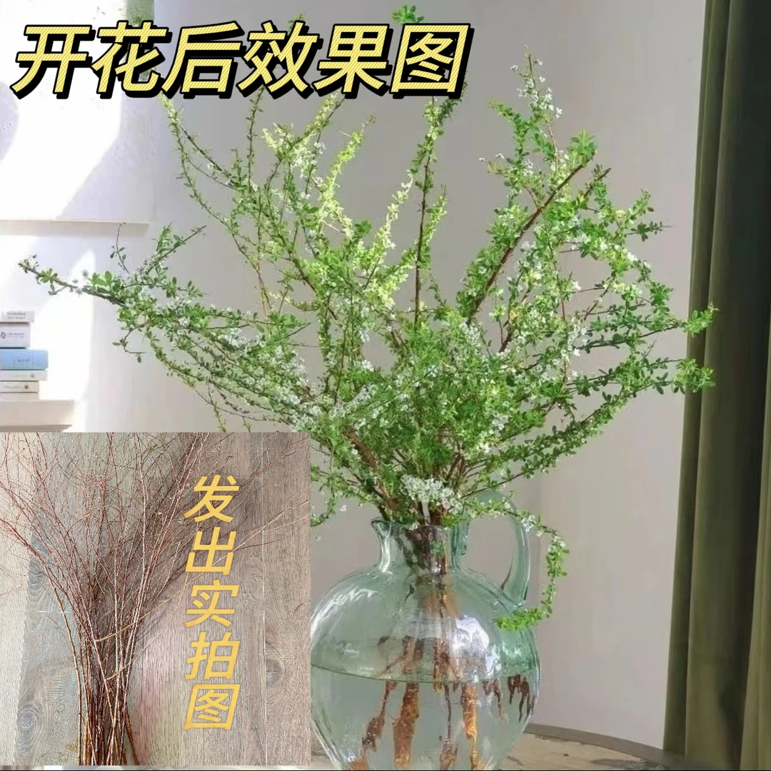 【遇水成活】雪柳盆栽水样开花水培雪花植物花卉遇水枯木室内蓬绿植