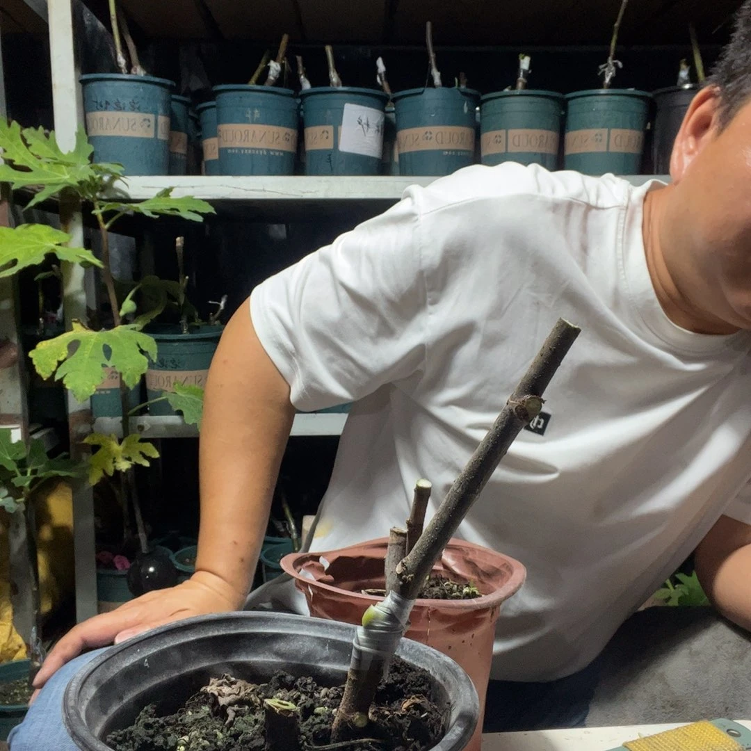 直播间一物一拍艾米塔白头苗