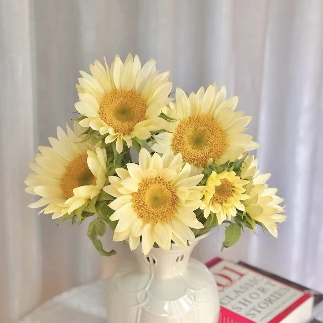 【奶油向日葵】云南奶油向日葵鲜花花期长好养护顺丰冷链包邮