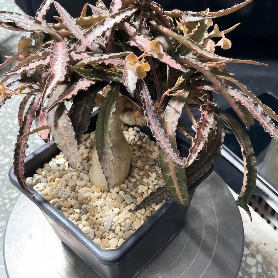 彩叶麒麟666666666666666