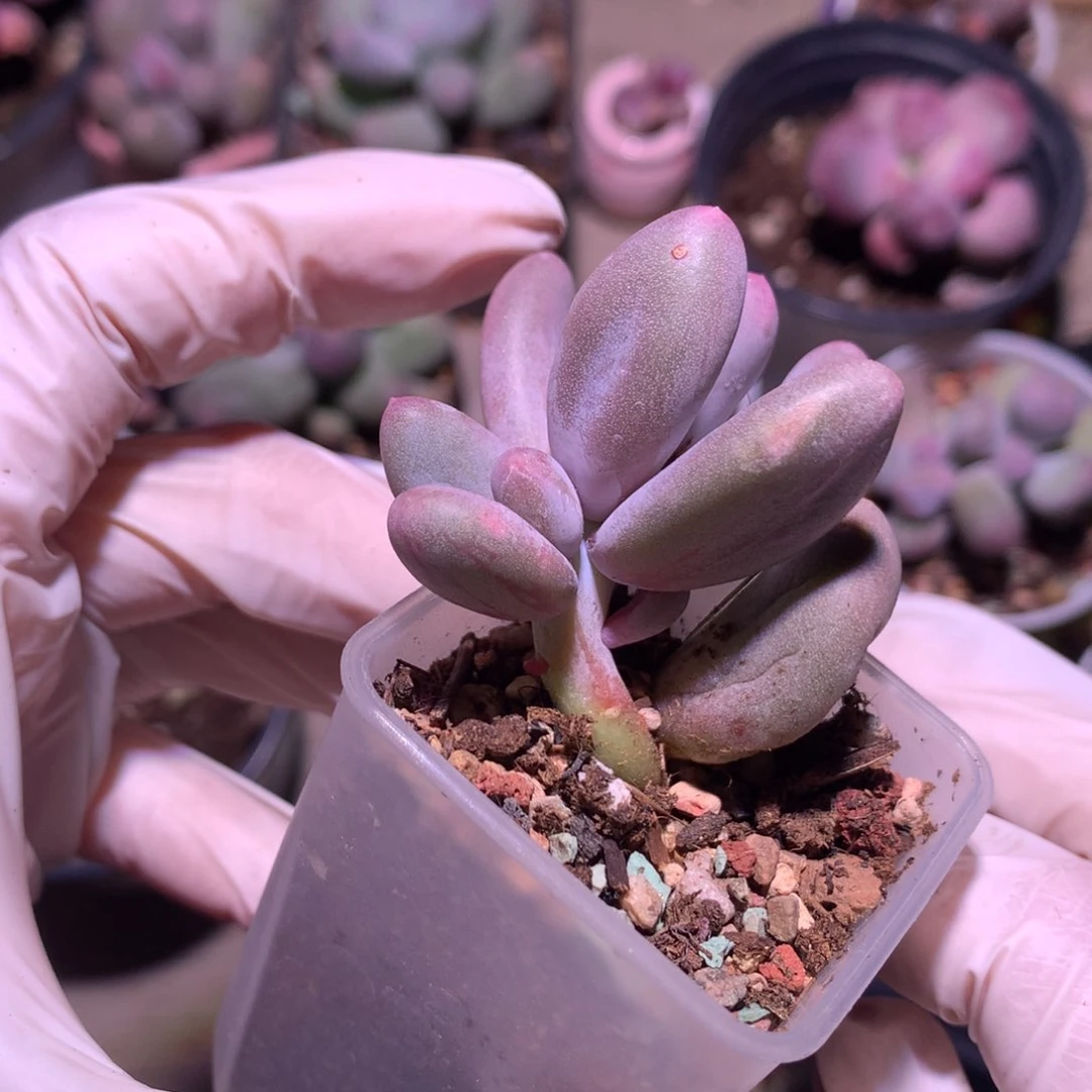 红拉丝米可奶酪多肉