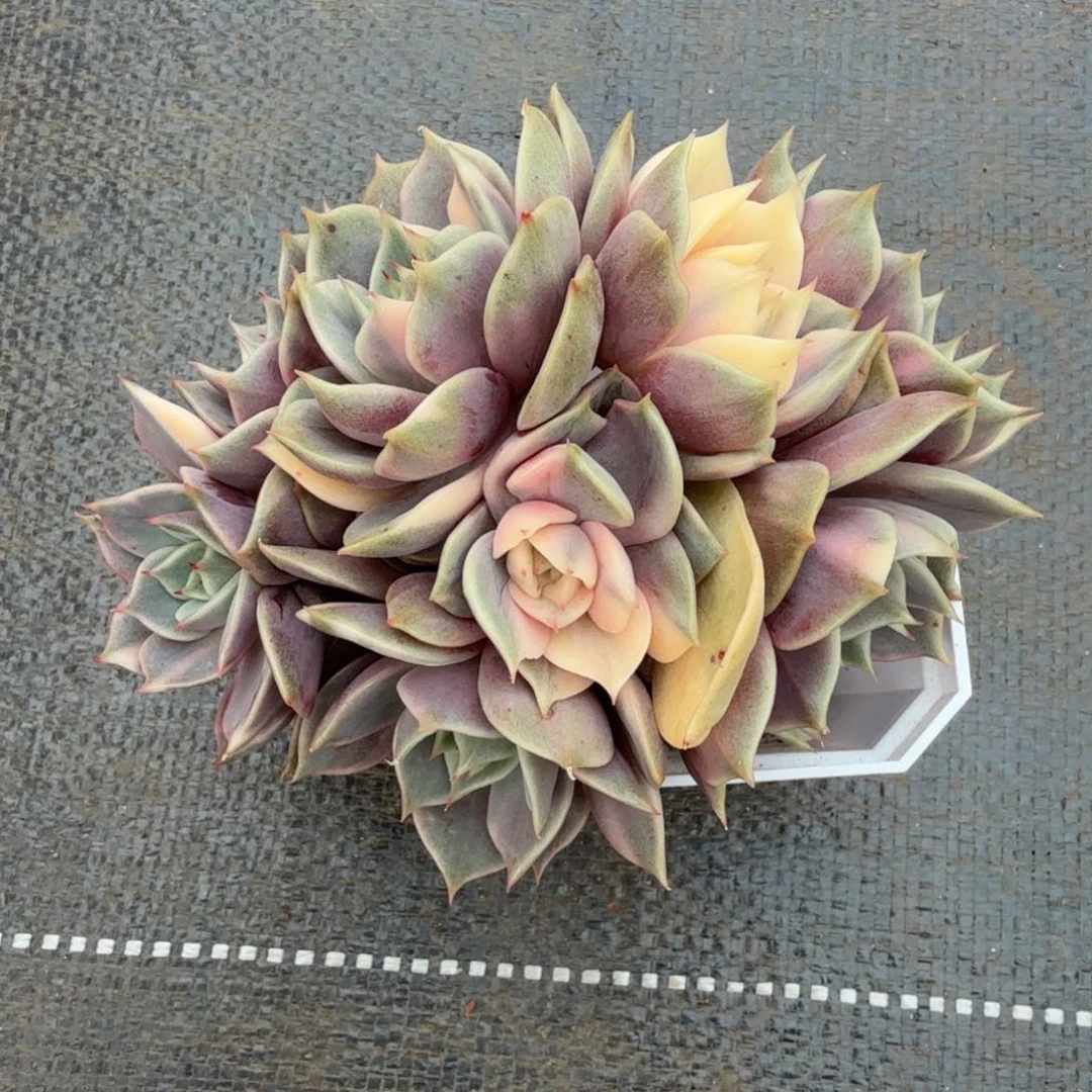 贝加尔湖锦上园艺一物一拍