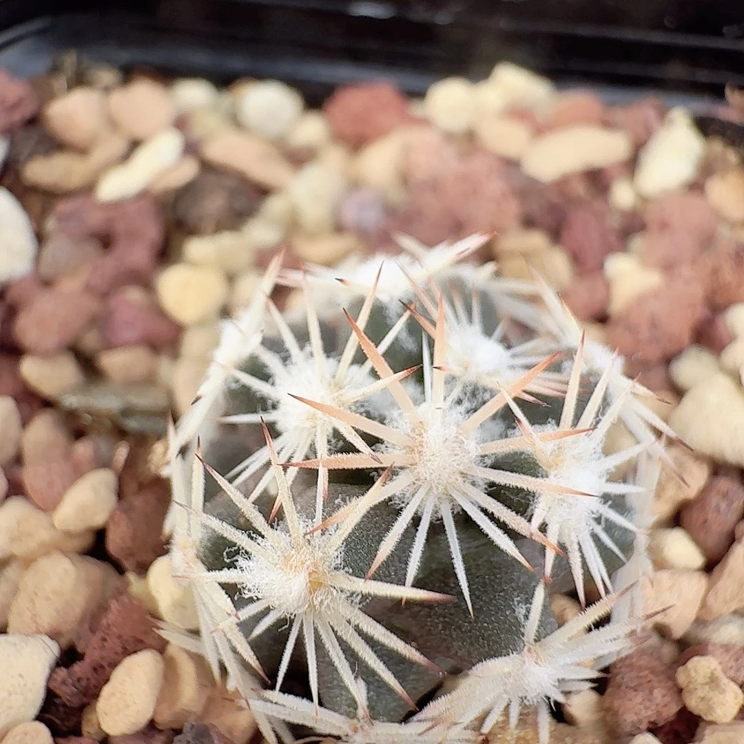 实生雪花丸带盆发货