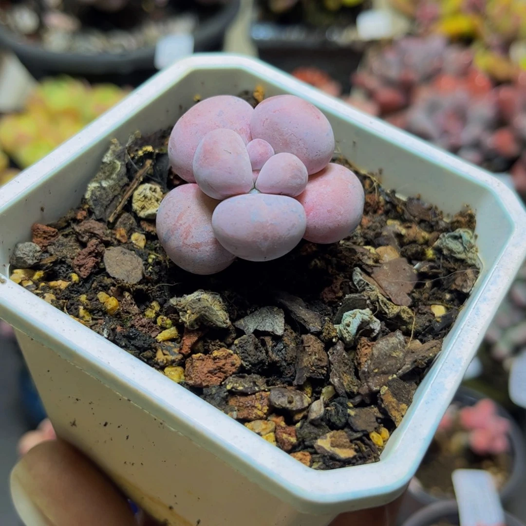 364芭比奶酪3.5厘米多肉