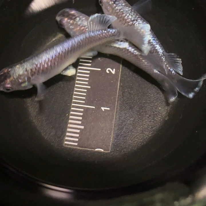 青鳉鱼一物一拍758