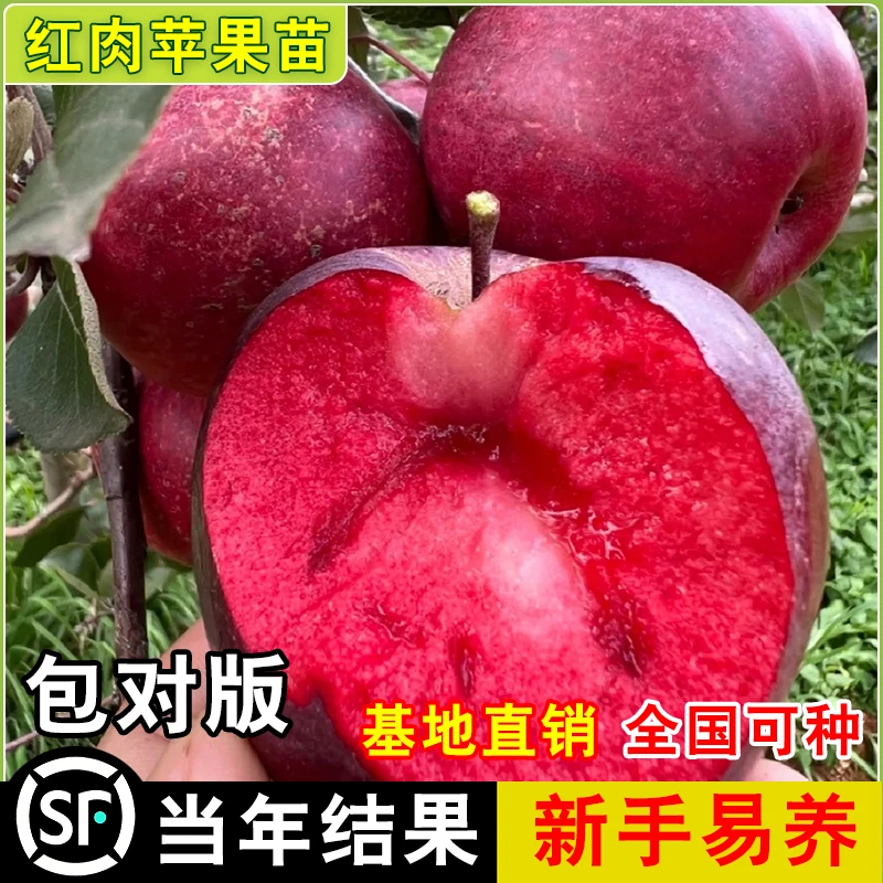 正宗新品种红肉苹果苗当年结果红色之爱苹果树苗南北种植红心苹果