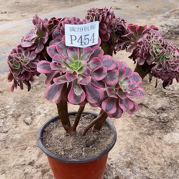454美杜莎缀多肉植物