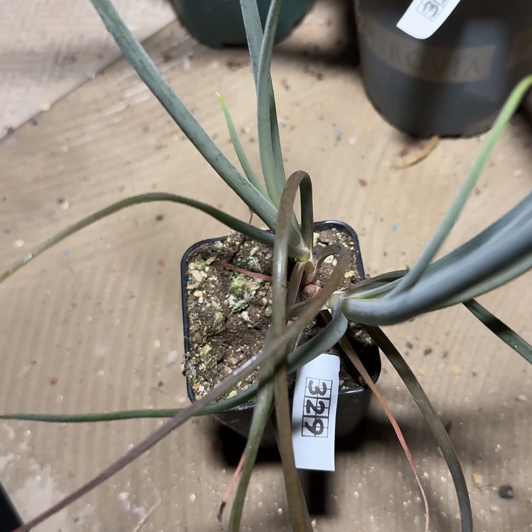 发***薯329葱芦荟脱土发货