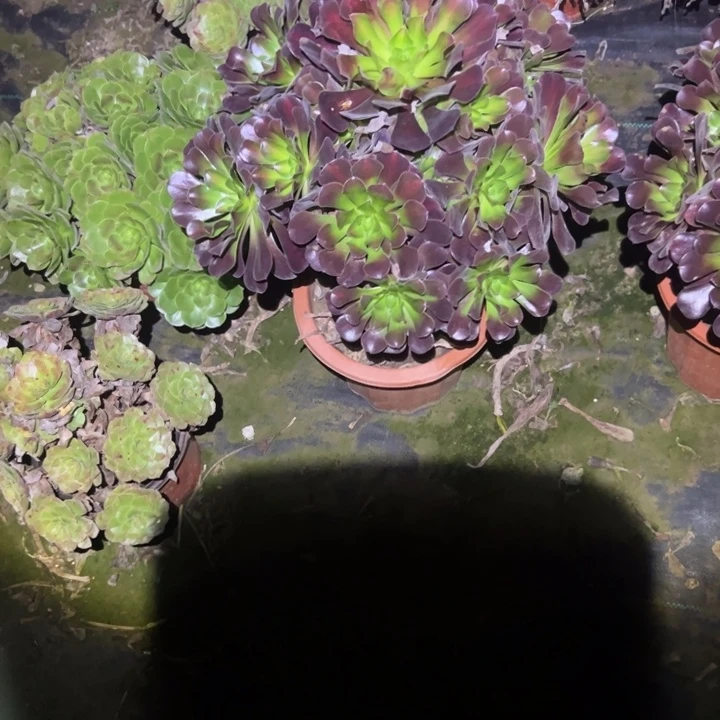 不包侧枝一物一拍34