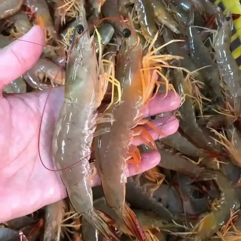 新鲜活海水明虾500g/份