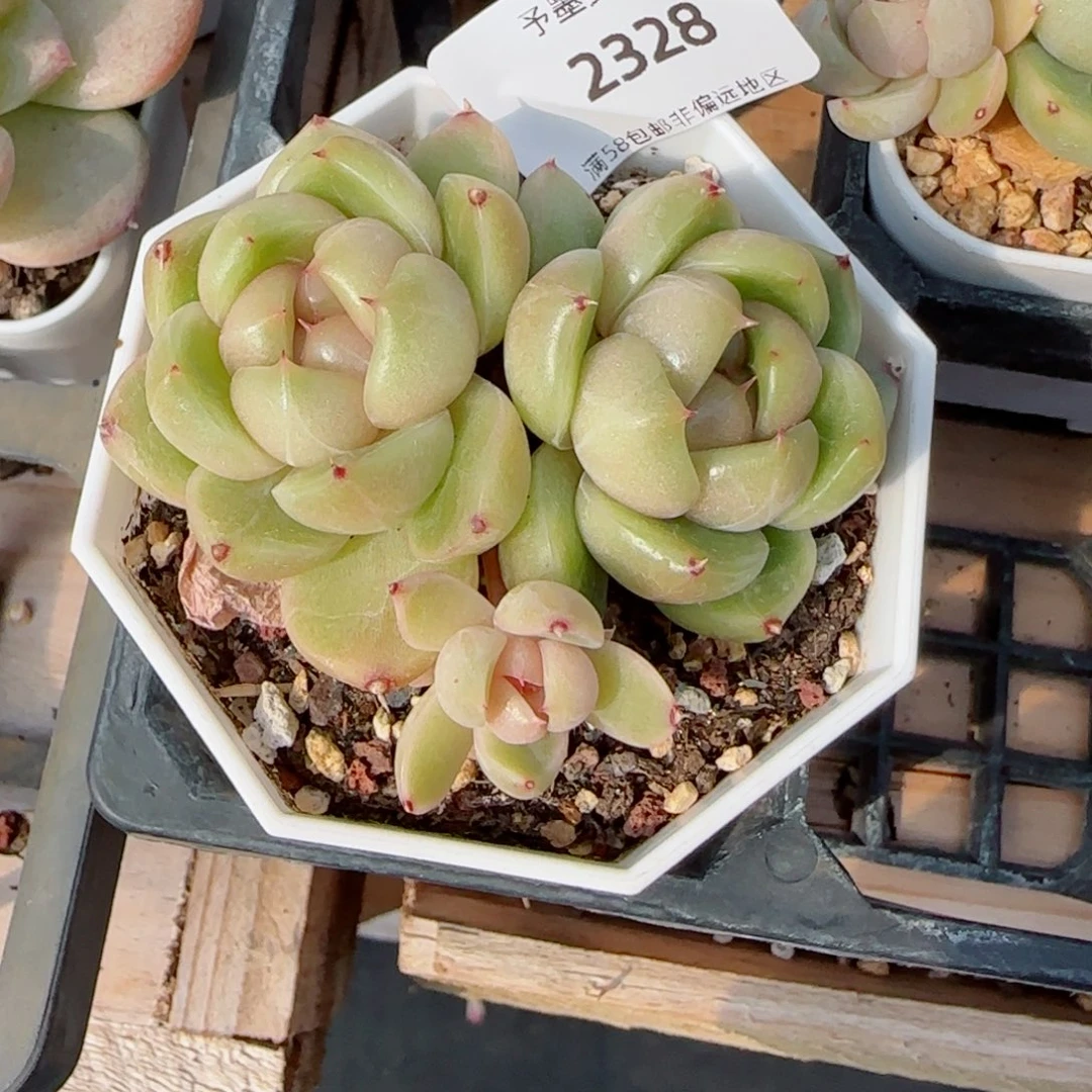 色*学皮埃拉，2328多肉植物