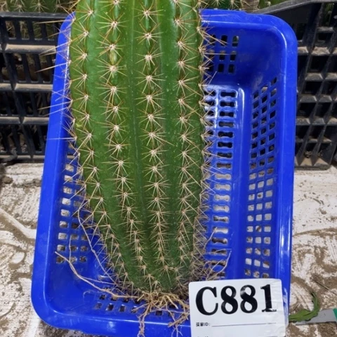 种子苗毛花柱c 881