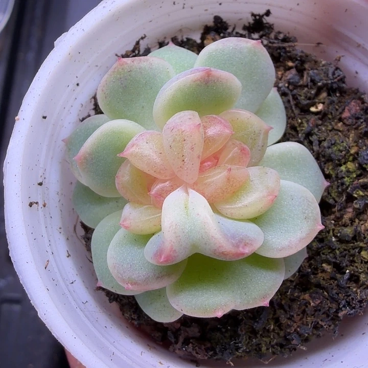 飘枝双心五公分盆口