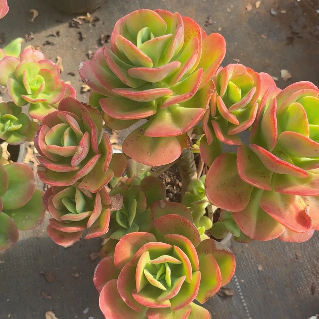 婚****旭红梅17-37。