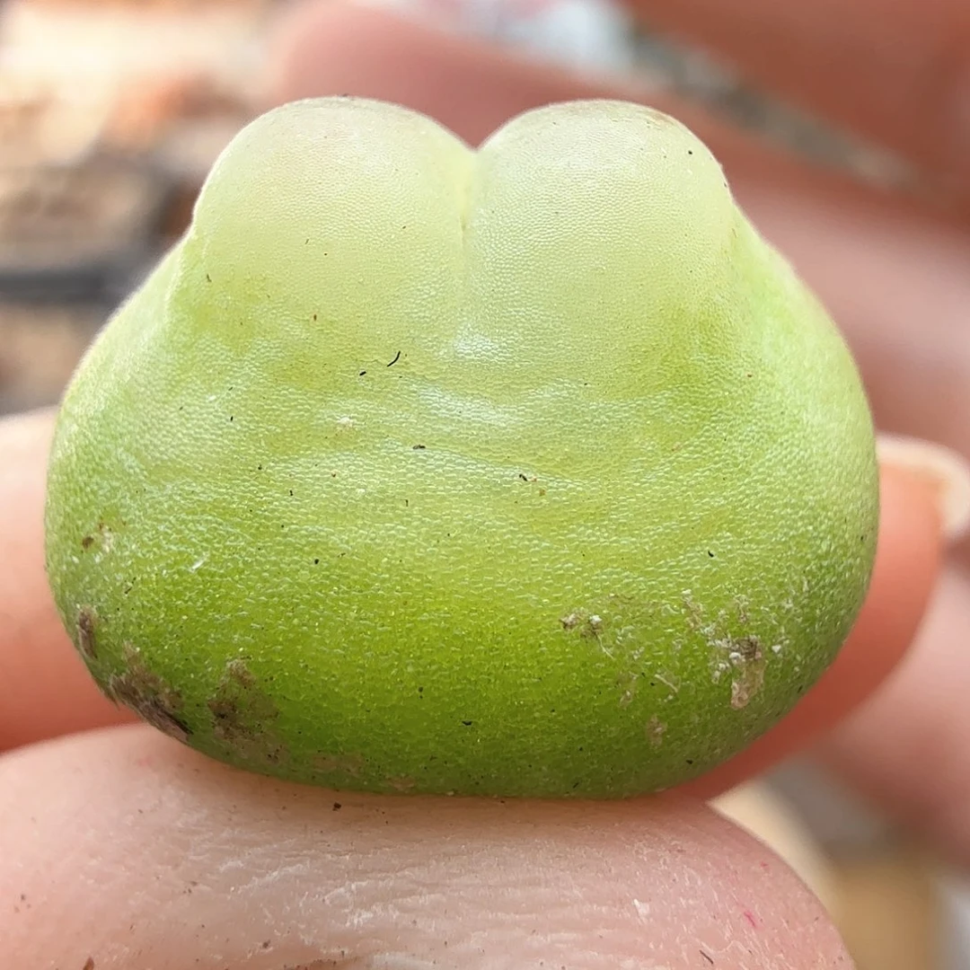 1.17.88/1.5厘米嘟嘴紫皮拉登/多肉植物