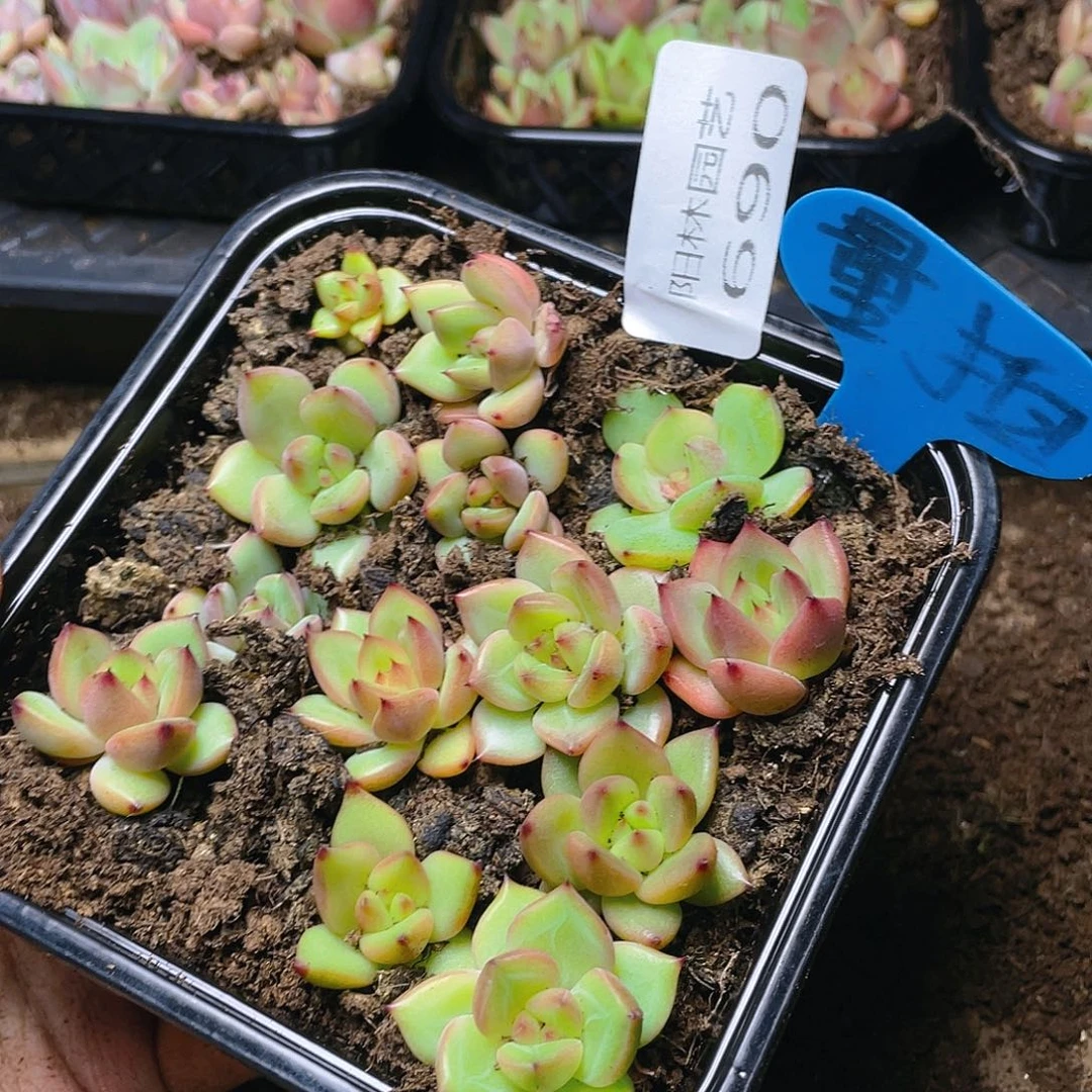 量拍多肉植物多肉植物690