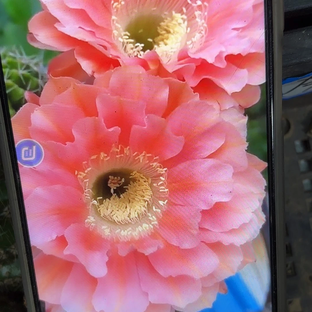 遐想彩侧牙20包邮11