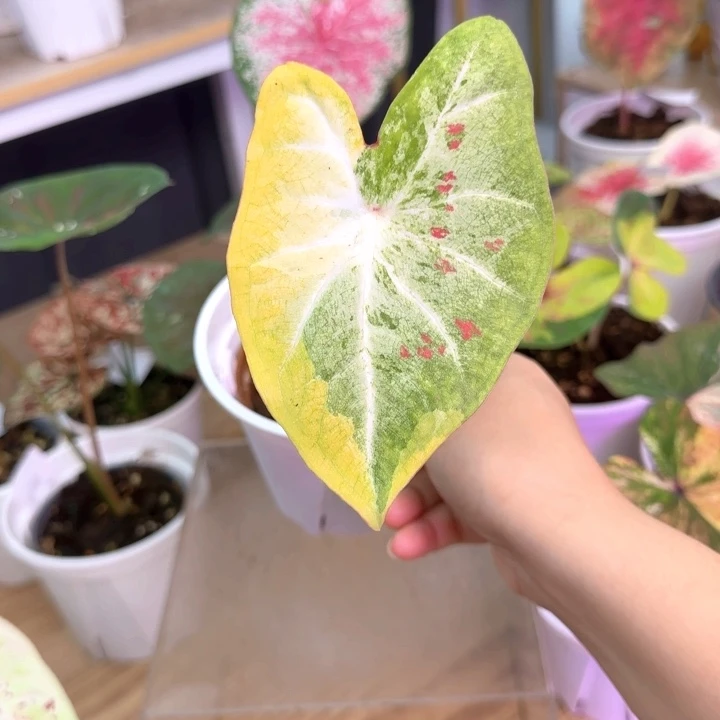 无花朵泰彩米多粒Q1843