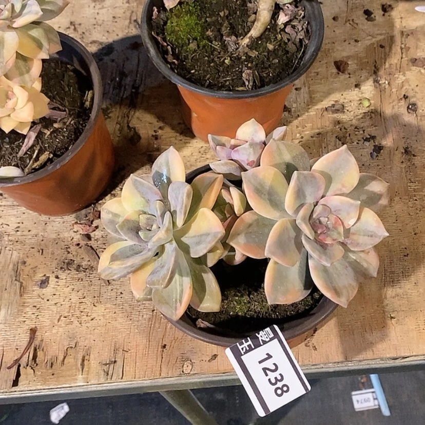【闪购商品】紫乐锦1238