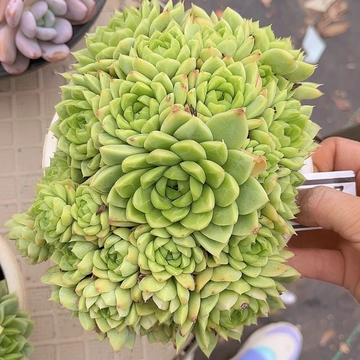 珍妮2177多肉植物