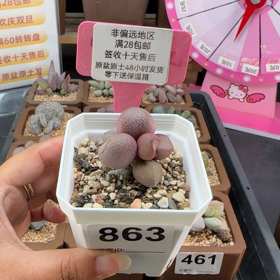 863粉红哈密瓜多肉植物