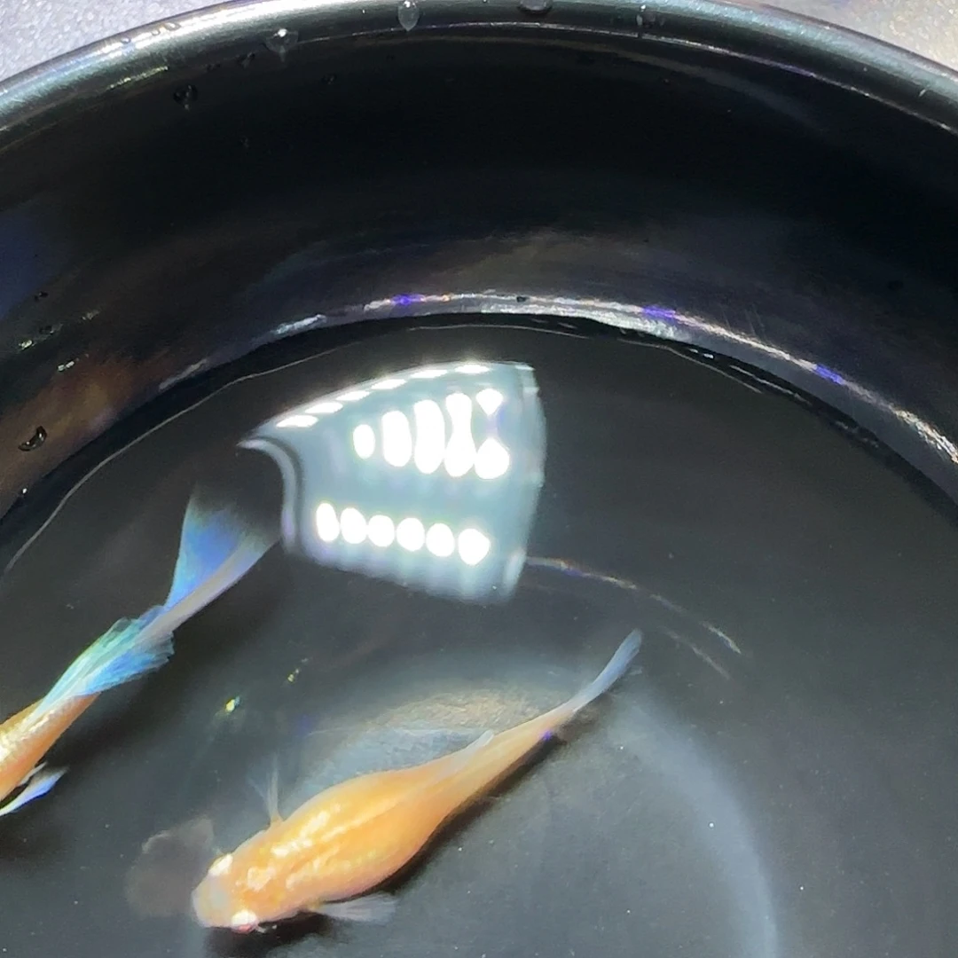孔雀鱼紫白飞船一对，三个月