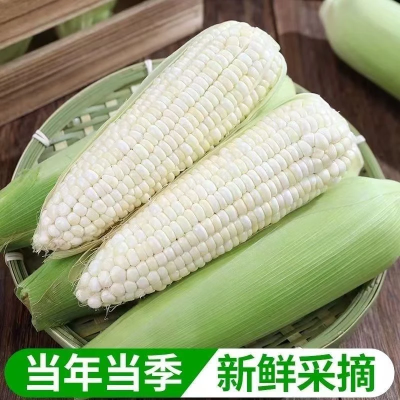 新鲜采摘白甜糯玉米香甜可口带壳玉米棒可煮可蒸代餐水果玉米