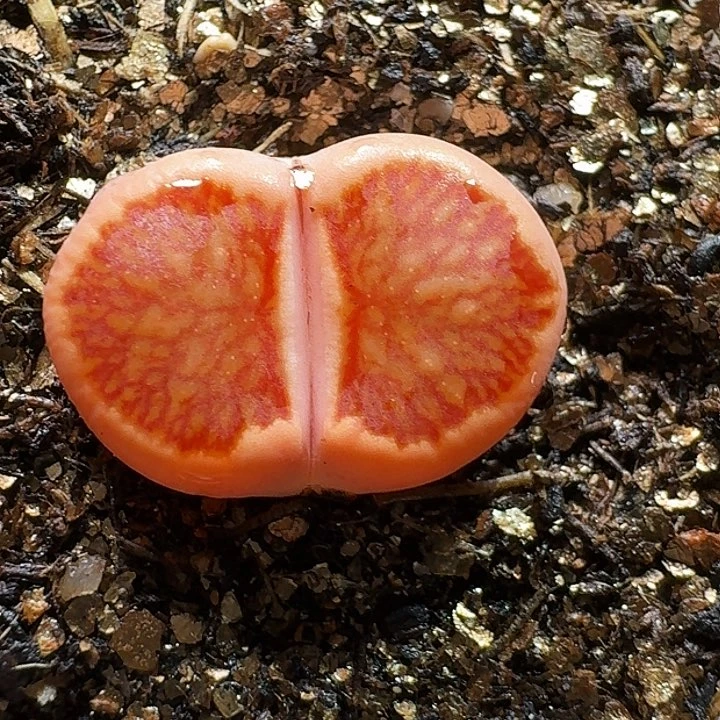 生石花233；33332。  118