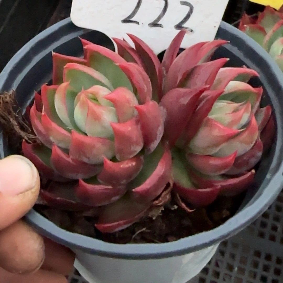 惊鸿一物一拍包装收缩花旱222