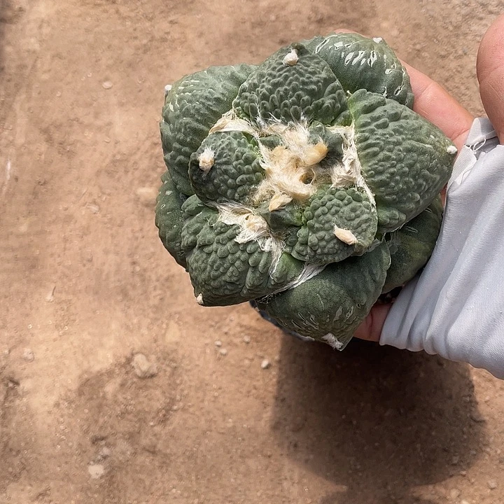 嫁接花牡丹怒福利特价