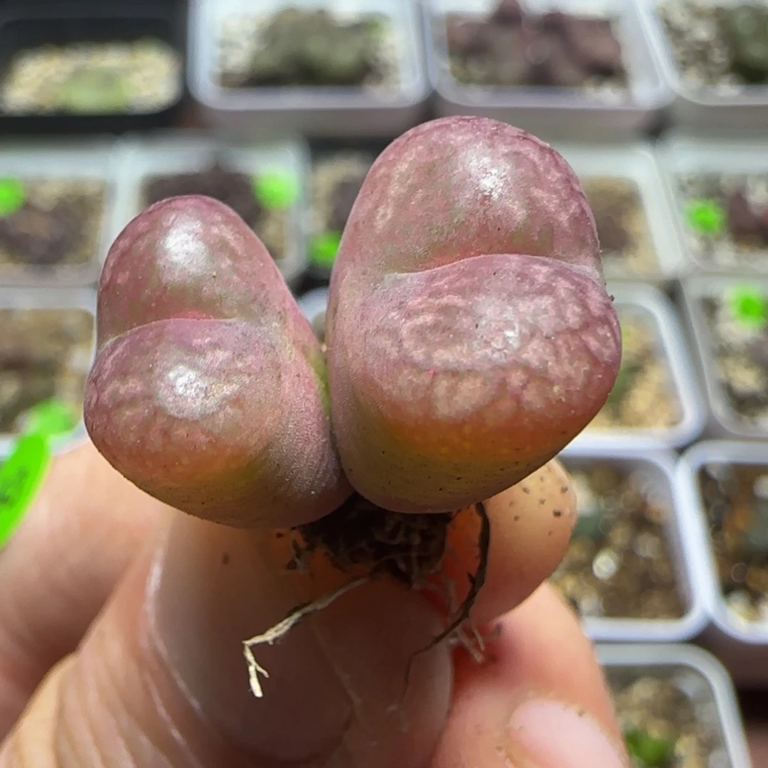 杂交漂亮多肉植物443