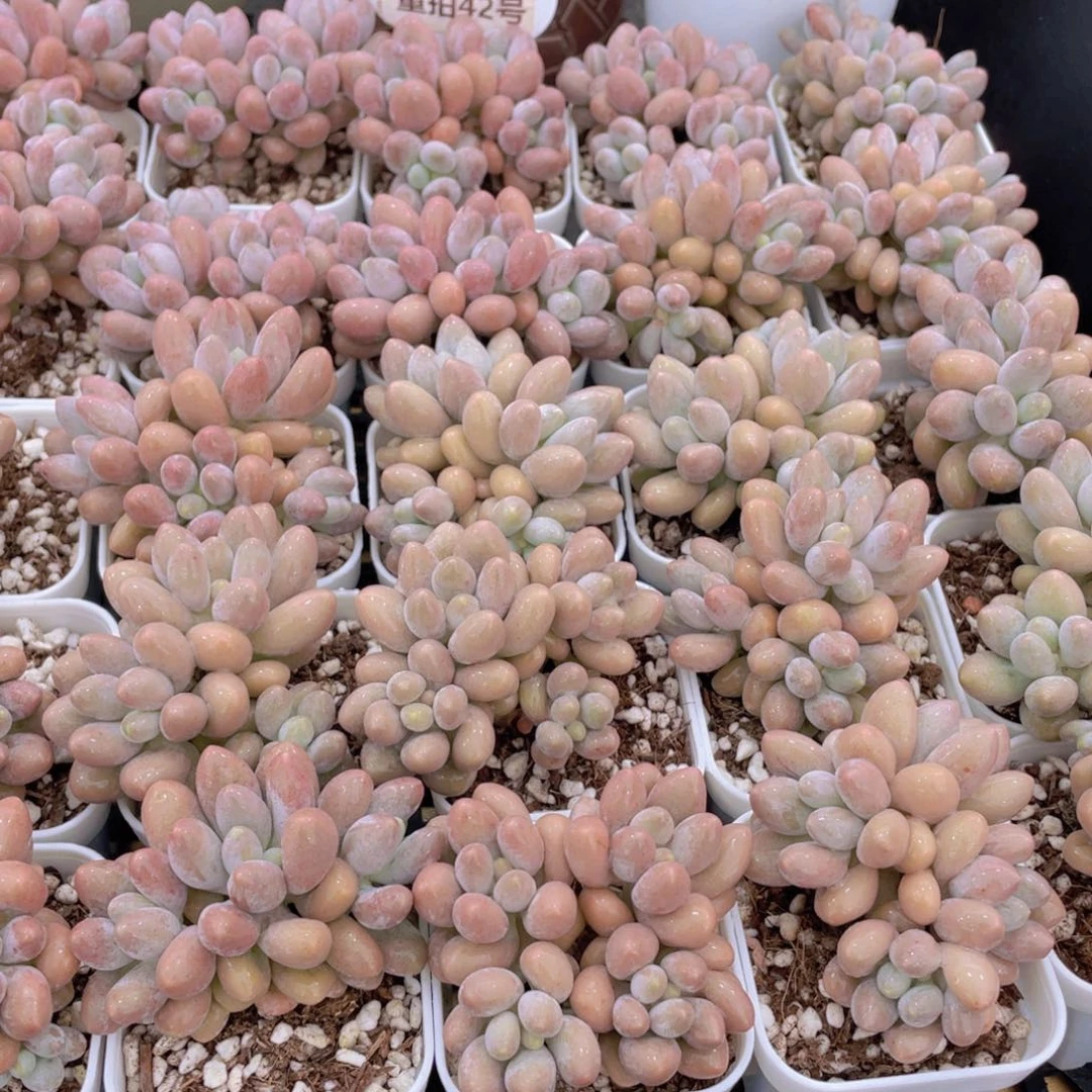 量拍42号 汤圆小群生一个