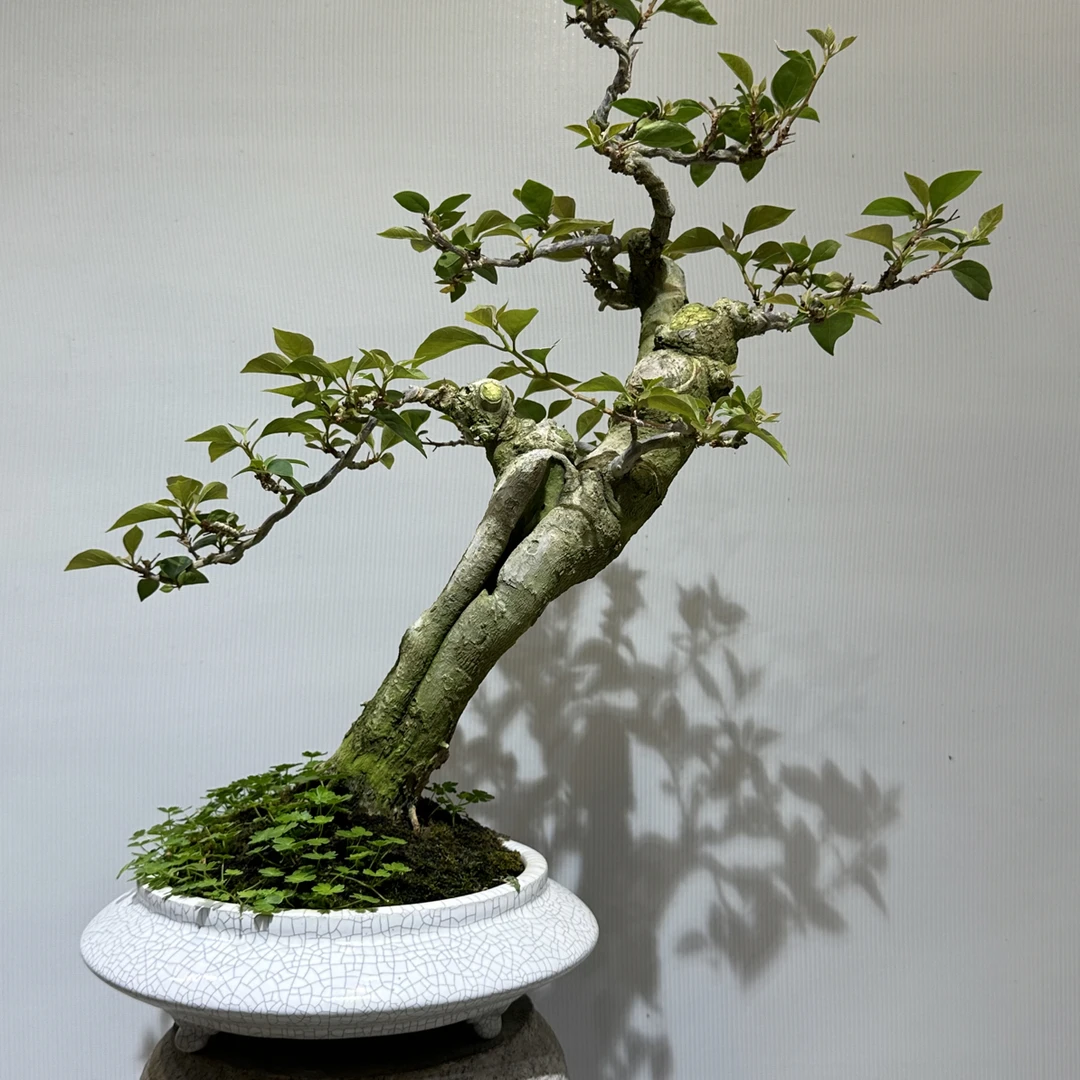 精品老桩金弹子三角梅阳台庭院盆栽盆景