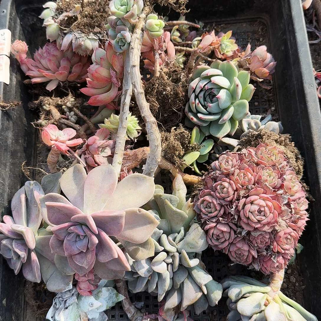 木*桃满20包邮零下拍保温箱27号筐无售后