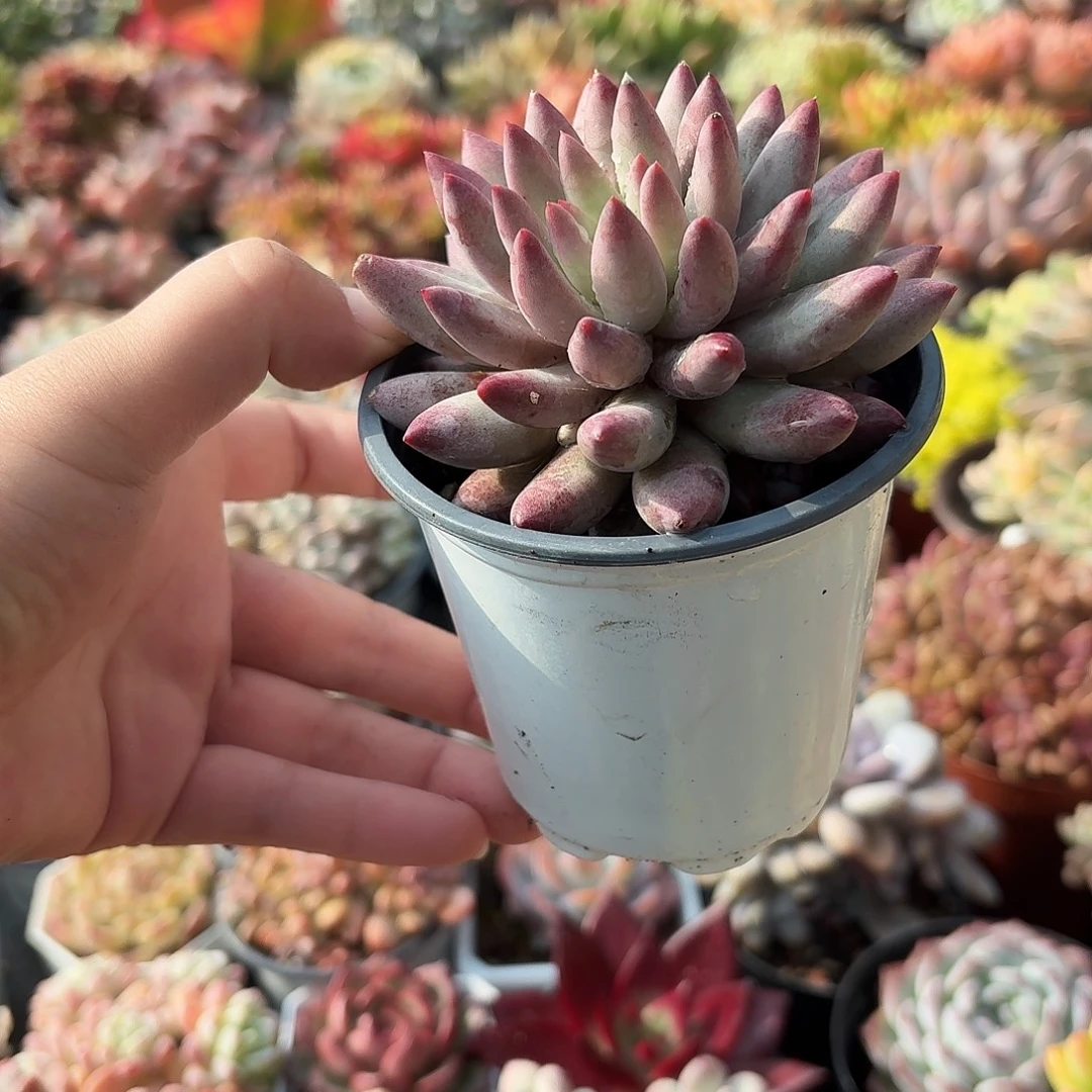 金鱼姬多肉9㎝盆单头