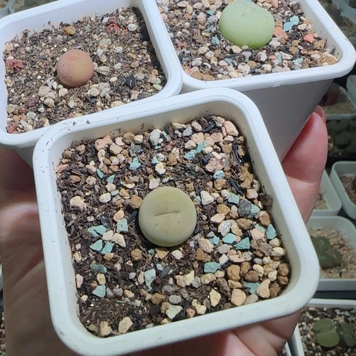 吧****多肉植物三颗拉姆28号