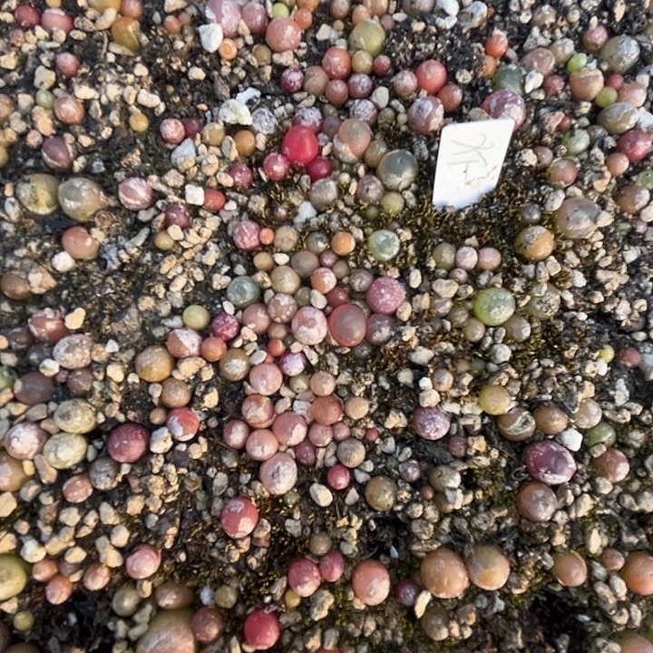 小粉蔓越梅小喵10颗