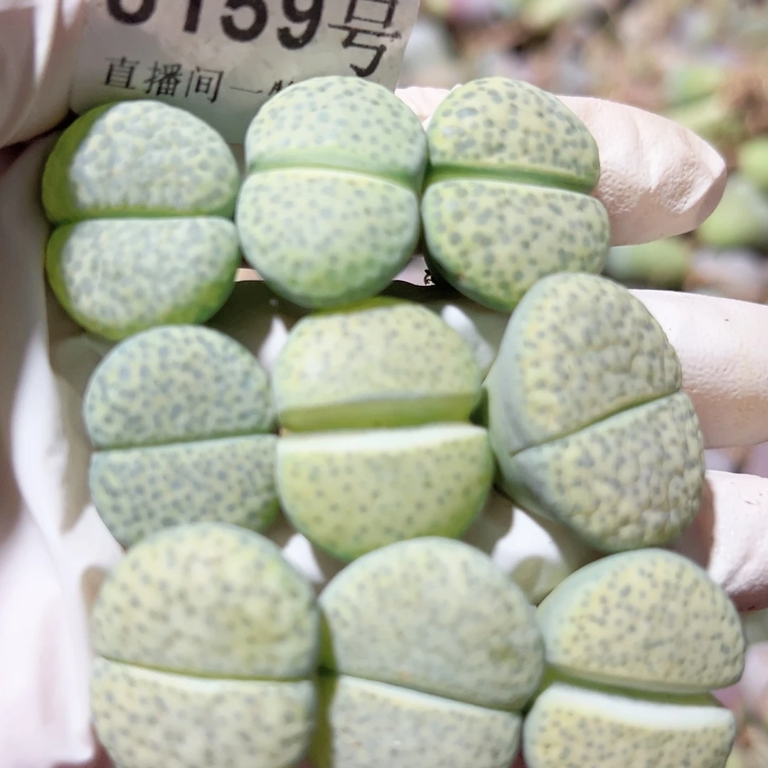 8159 好养易活生石花大母本9个