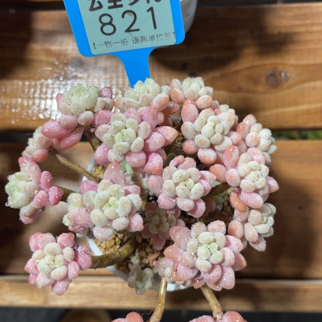 云尘多肉一物一拍821