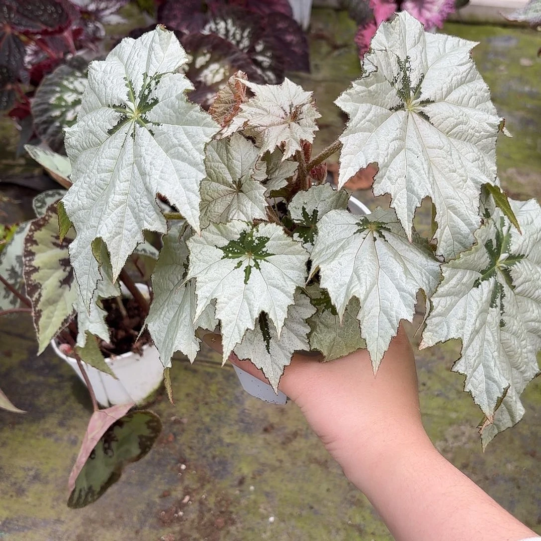 完全开放8340雪花