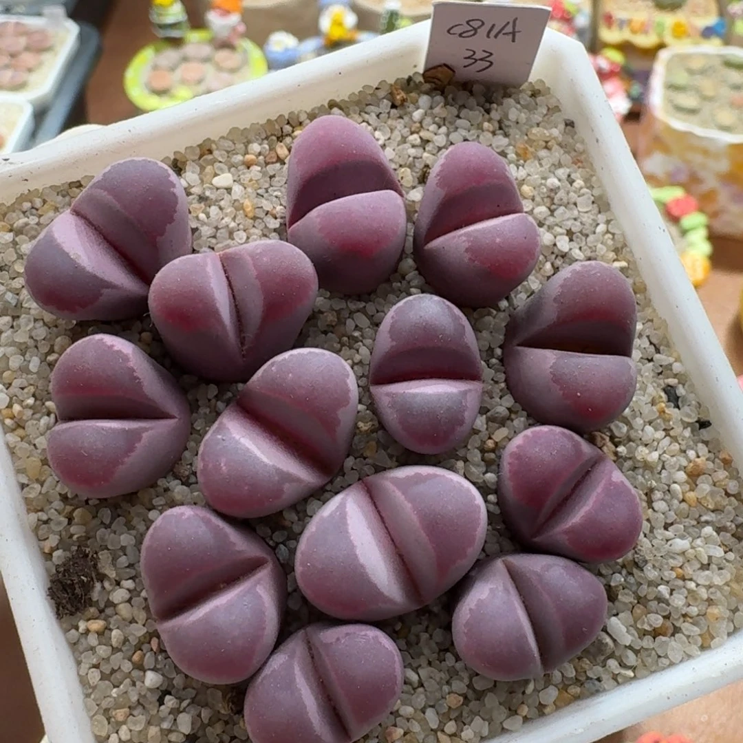 大***丽1130-018生石花花花h