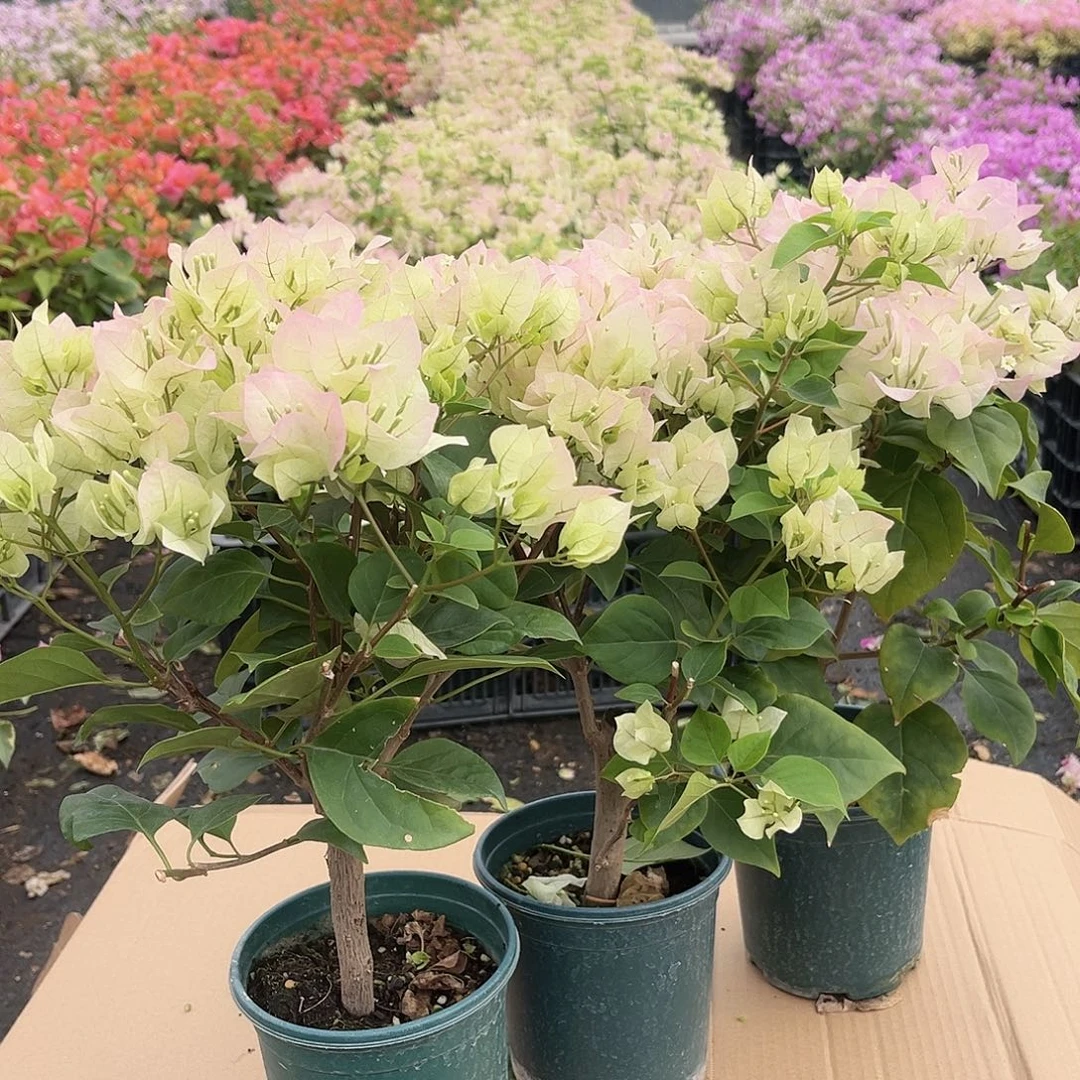 大部分花苞少量开放绿樱掌中宝一颗