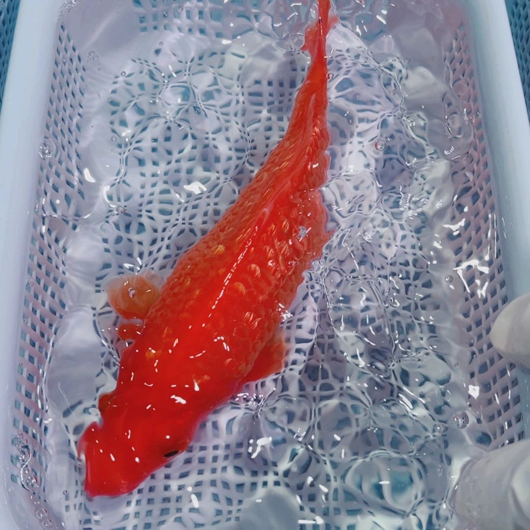 锦鲤锦鲤冷水鱼观赏