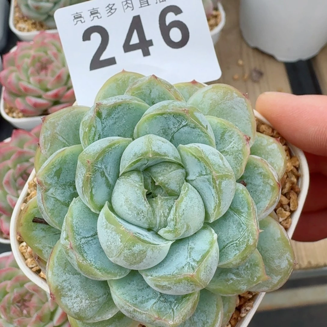 胖虎            精美多肉植物