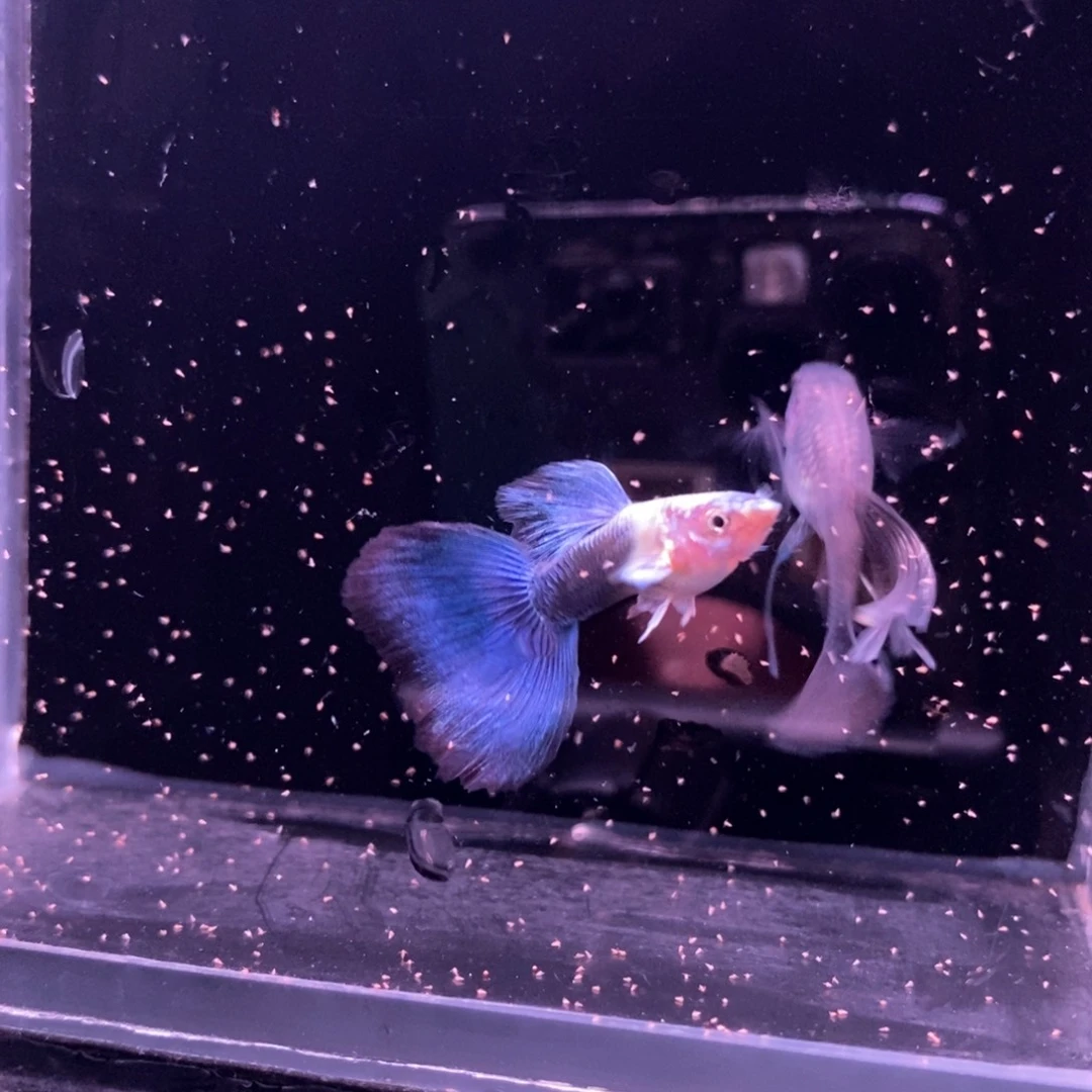 孔雀鱼蓝礼服绒球