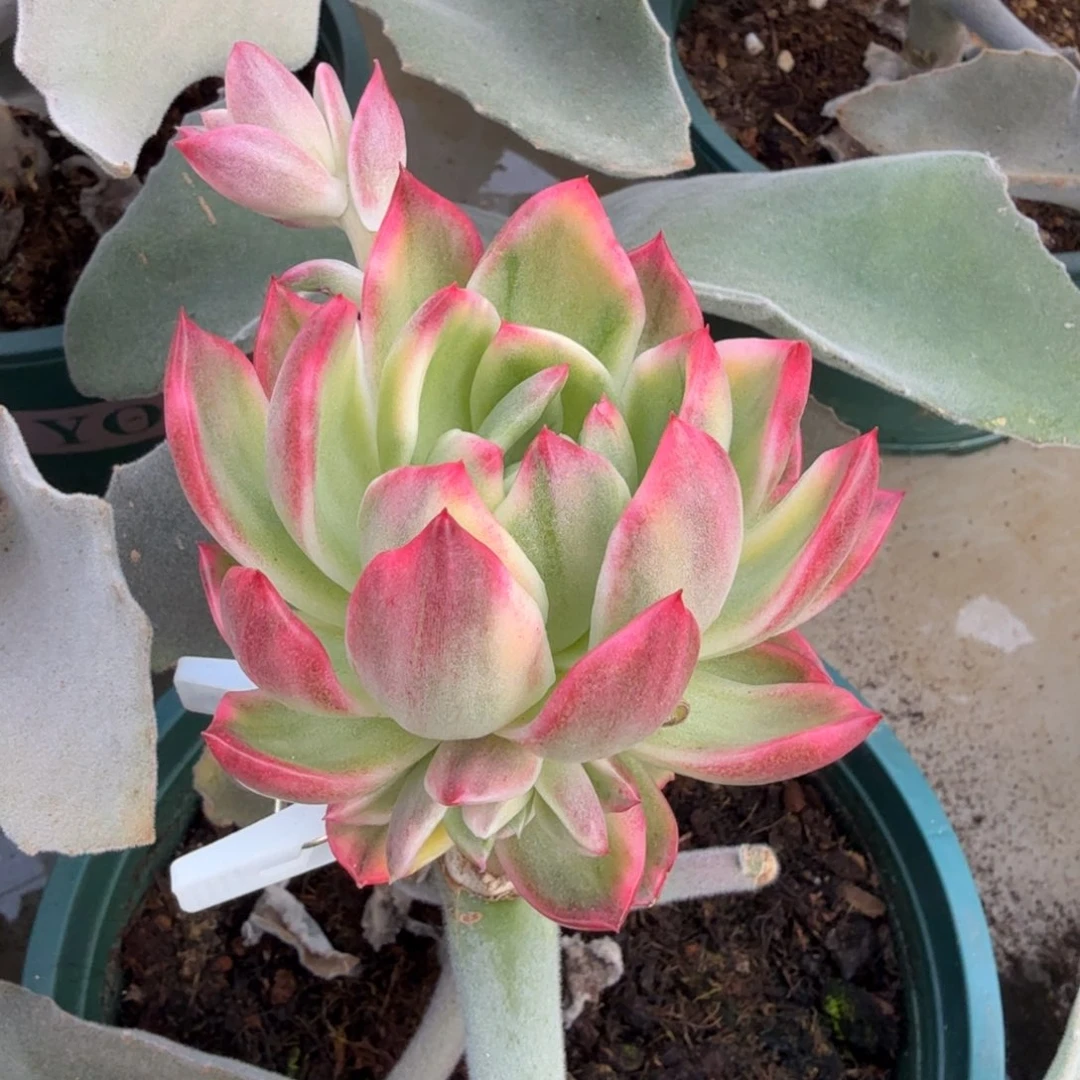 弗兰克锦锦上园艺一物一拍