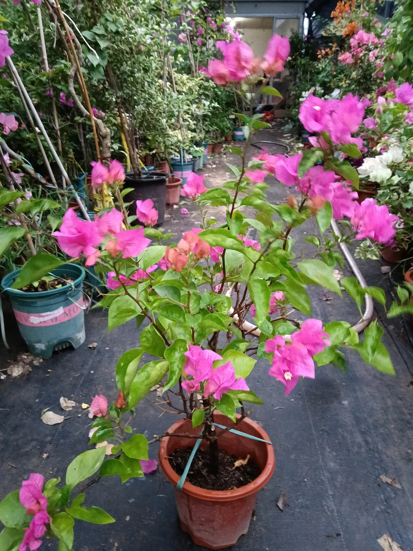 三角梅带花大苗盆栽四季开花卉爬藤植物适合室内基地阳台庭院新手