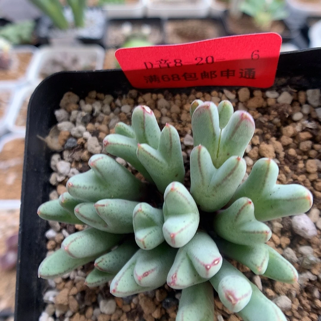 8-20-6 985猪蹄一群